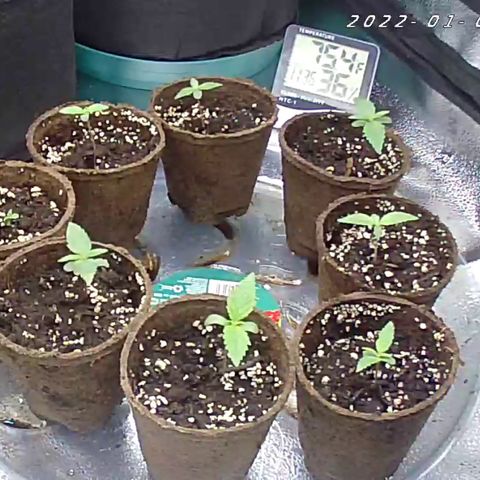 Happy Tree 1 - LST growlog timeline photo