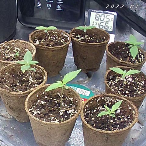 Happy Tree 1 - LST growlog timeline photo