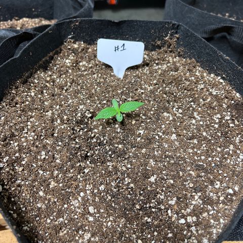 Happy Tree 1 - LST growlog timeline photo