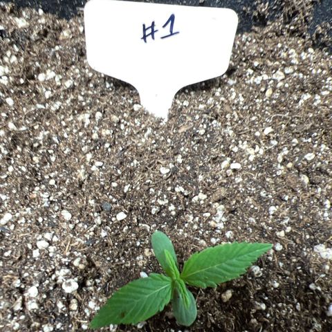 Happy Tree 1 - LST growlog timeline photo