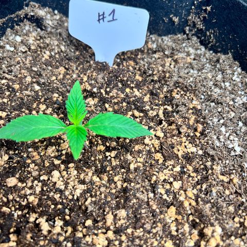 Happy Tree 1 - LST growlog timeline photo