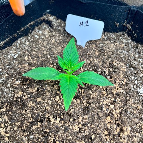 Happy Tree 1 - LST growlog timeline photo