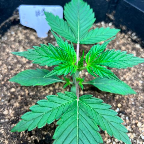 Happy Tree 1 - LST growlog timeline photo