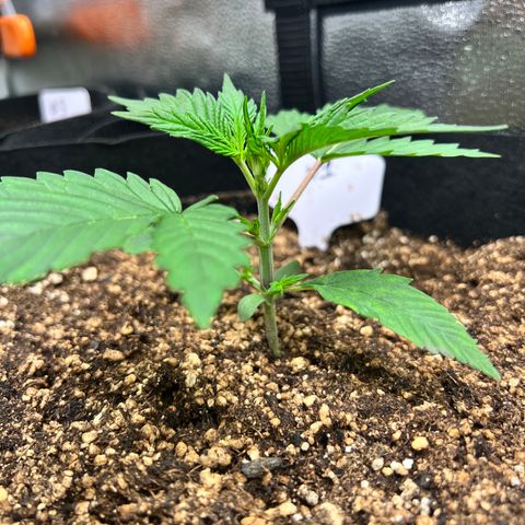 Happy Tree 1 - LST growlog timeline photo