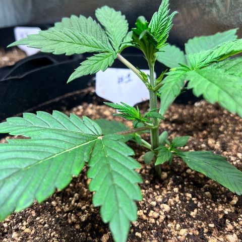 Happy Tree 1 - LST growlog timeline photo