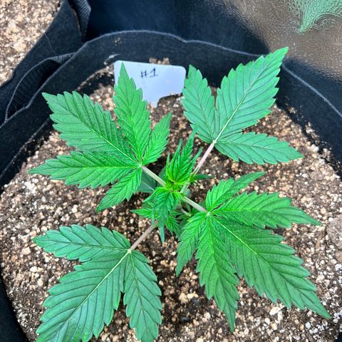 Happy Tree 1 - LST growlog timeline photo