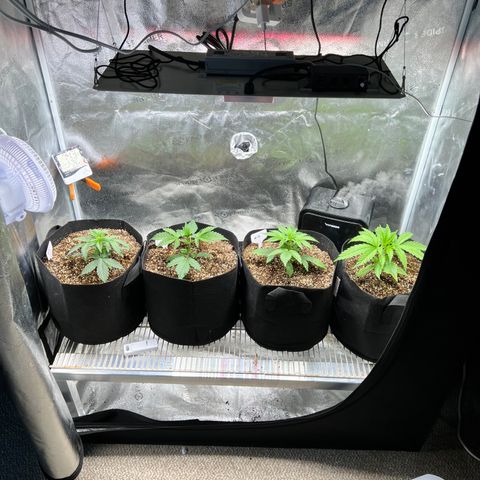 Happy Tree 1 - LST growlog timeline photo