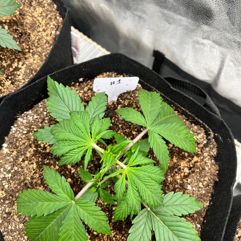 Happy Tree 1 - LST growlog timeline photo