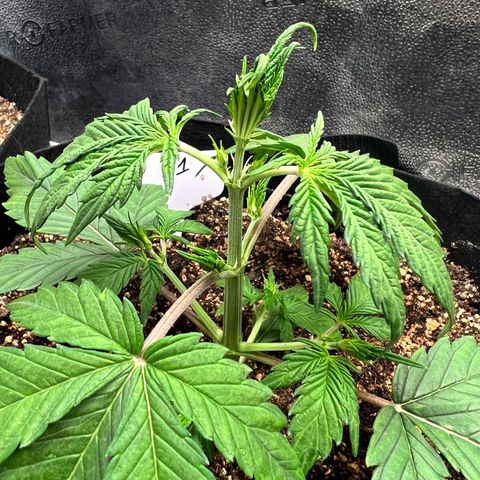 Happy Tree 1 - LST growlog timeline photo