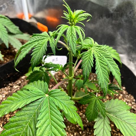 Happy Tree 1 - LST growlog timeline photo