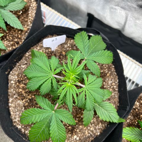 Happy Tree 1 - LST growlog timeline photo