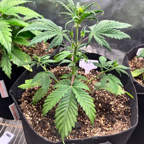 Happy Tree 1 - LST growlog timeline photo