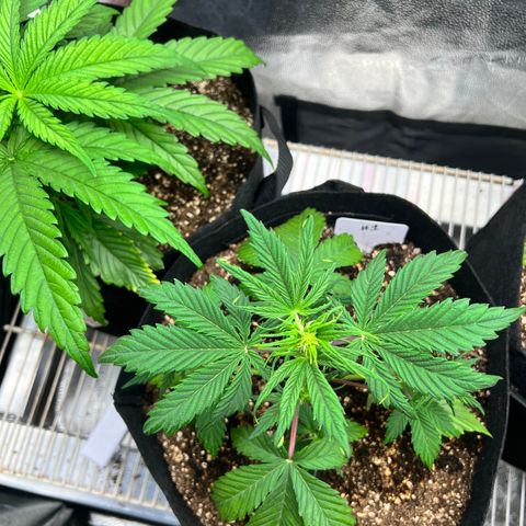 Happy Tree 1 - LST growlog timeline photo