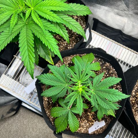 Happy Tree 1 - LST growlog timeline photo