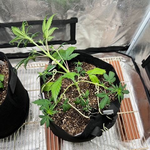 Happy Tree 1 - LST growlog timeline photo