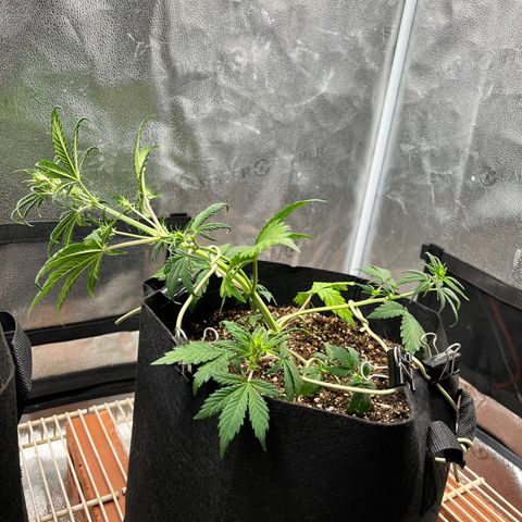 Happy Tree 1 - LST growlog timeline photo