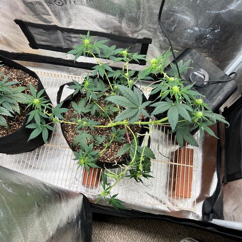 Happy Tree 1 - LST growlog timeline photo