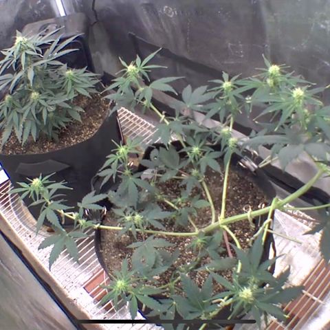 Happy Tree 1 - LST growlog timeline photo