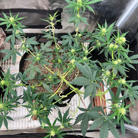 Happy Tree 1 - LST growlog timeline photo