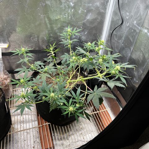 Happy Tree 1 - LST growlog timeline photo