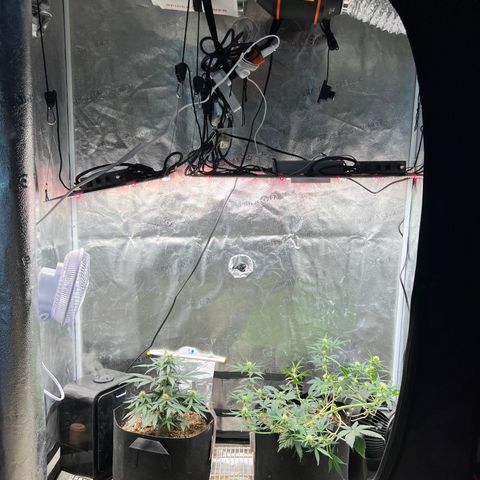 Happy Tree 1 - LST growlog timeline photo