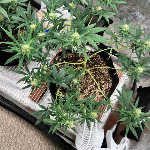 Happy Tree 1 - LST growlog timeline photo