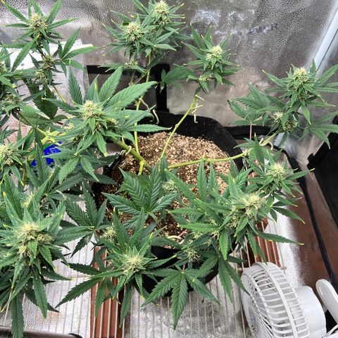Happy Tree 1 - LST growlog timeline photo