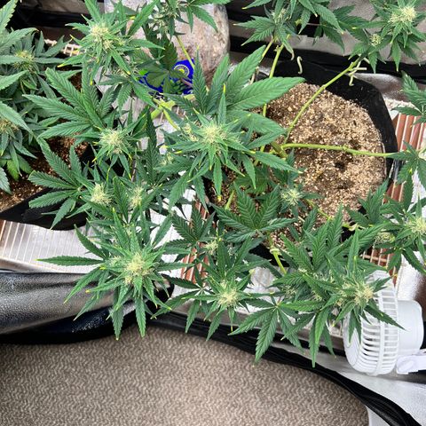 Happy Tree 1 - LST growlog timeline photo