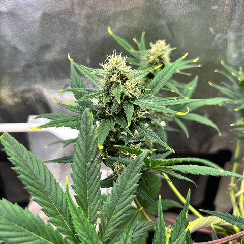 Happy Tree 1 - LST growlog timeline photo