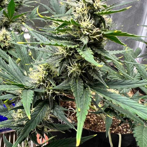 Happy Tree 1 - LST growlog timeline photo