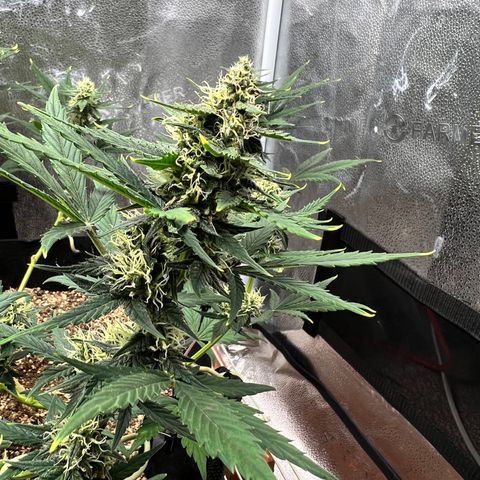 Happy Tree 1 - LST growlog timeline photo