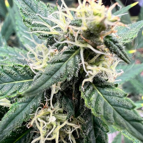 Happy Tree 1 - LST growlog timeline photo