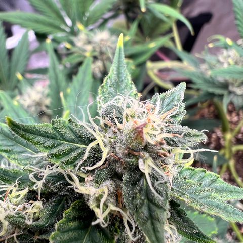 Happy Tree 1 - LST growlog timeline photo