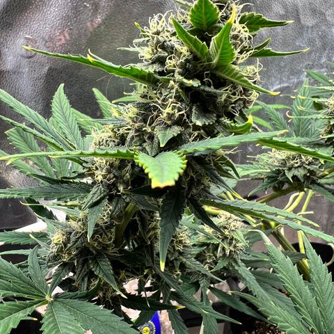 Happy Tree 1 - LST growlog timeline photo