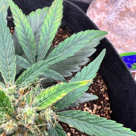 Happy Tree 1 - LST growlog timeline photo