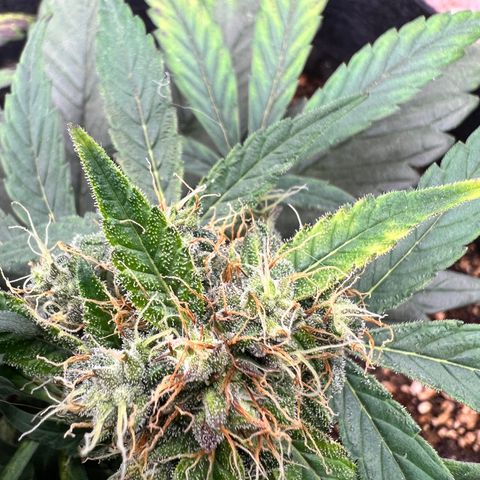 Happy Tree 1 - LST growlog timeline photo