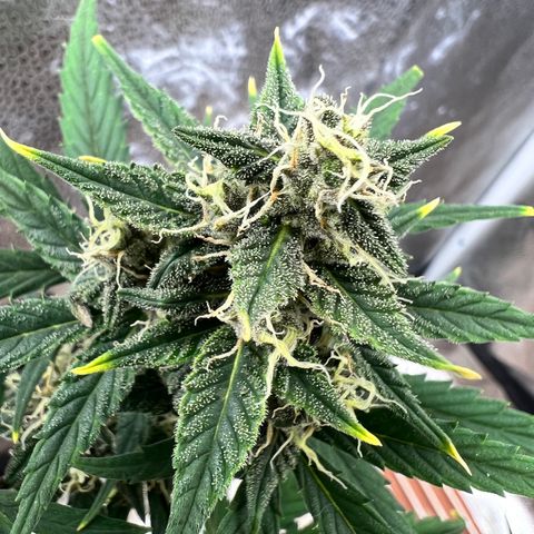 Happy Tree 1 - LST growlog timeline photo