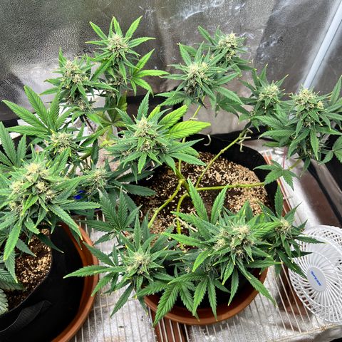 Happy Tree 1 - LST growlog timeline photo
