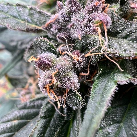 Happy Tree 1 - LST growlog timeline photo