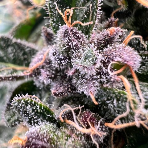 Happy Tree 1 - LST growlog timeline photo