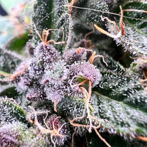 Happy Tree 1 - LST growlog timeline photo