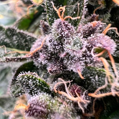 Happy Tree 1 - LST growlog timeline photo