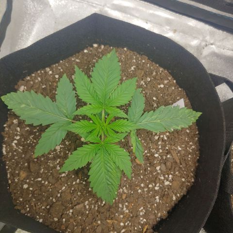 George growlog timeline photo