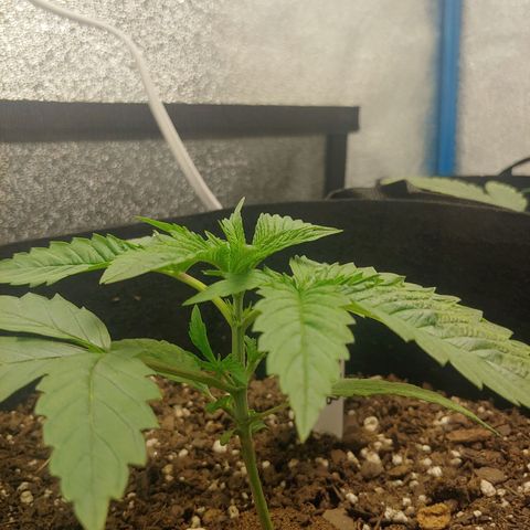 George growlog timeline photo