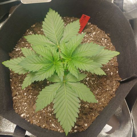 Rilla growlog timeline photo