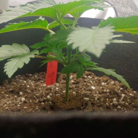 Rilla growlog timeline photo