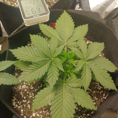 Rilla growlog timeline photo