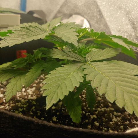 Rilla growlog timeline photo