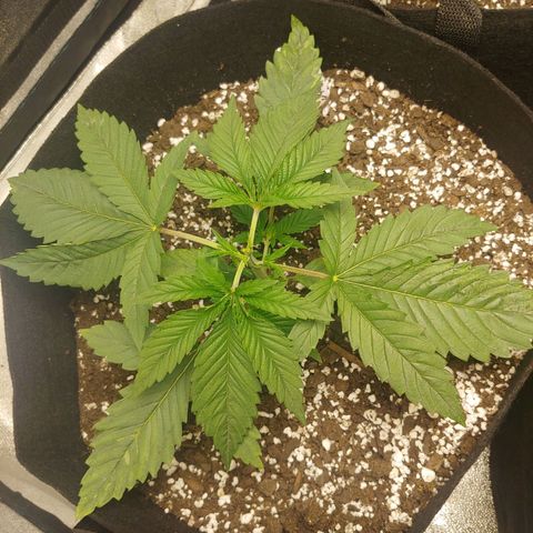 George growlog timeline photo