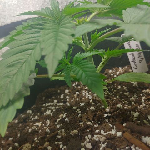 George growlog timeline photo